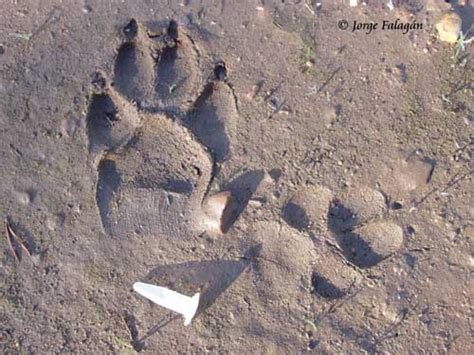 huella lobo|Huellas y Bichos: Lobo (Canis lupus)